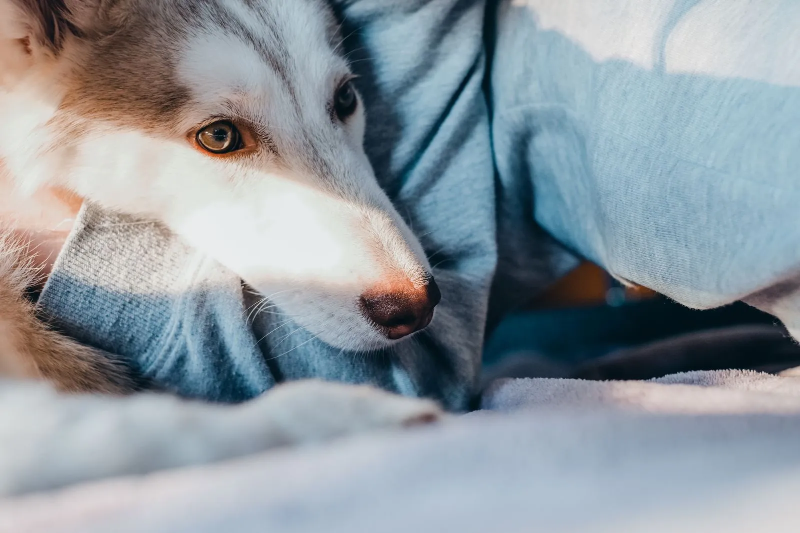 How to Prepare a Senior Dog for Boarding